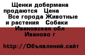 Щенки добермана  продаются › Цена ­ 45 000 - Все города Животные и растения » Собаки   . Ивановская обл.,Иваново г.